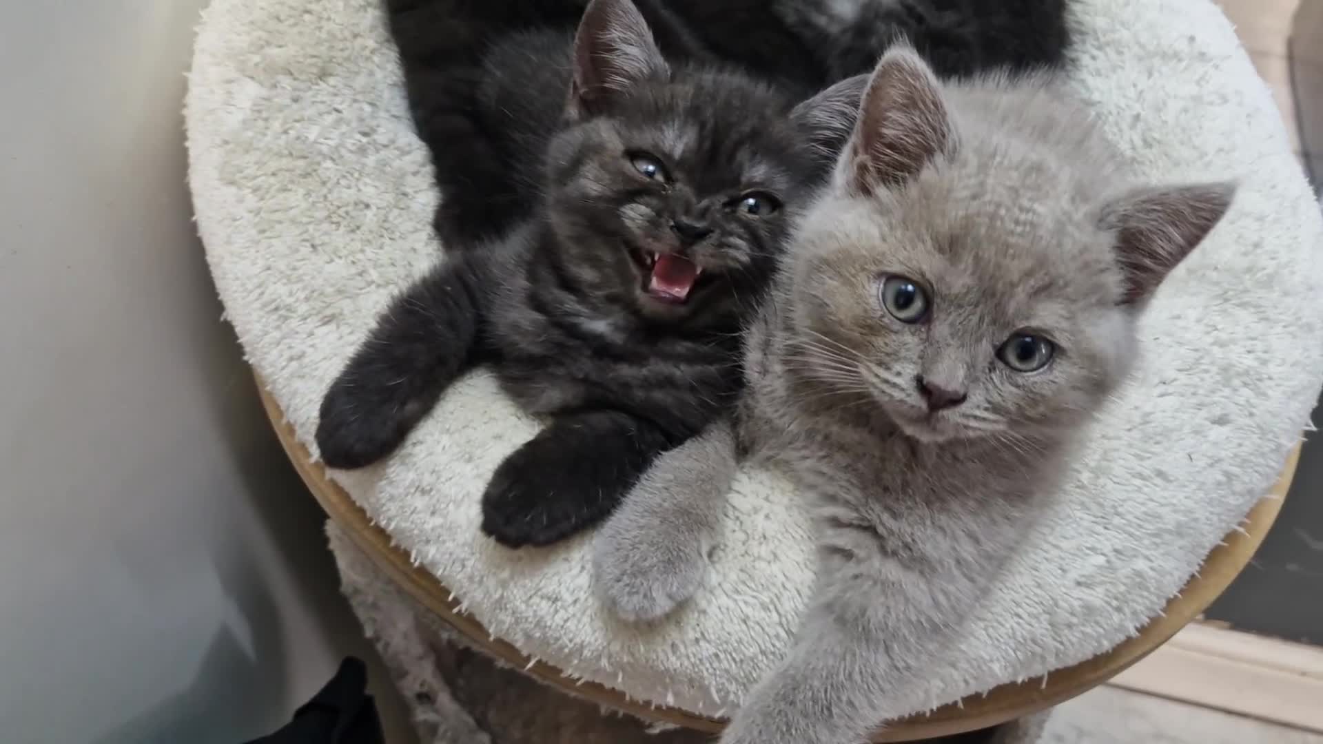 British Shorthair cats for sale: 4 British Shorthair !!! 2 kittens left !!! - Video 1