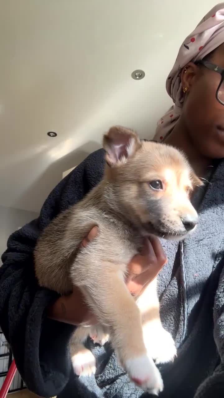 Mixed Breed dogs for sale: Mixed breed puppies - Video 4