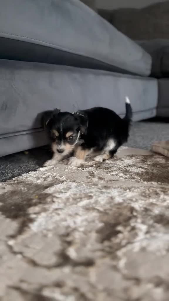 Mixed Breed dogs for sale: Chockie  - Video 1