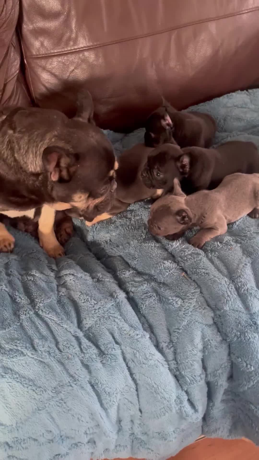 French Bulldog dogs for sale: French Bulldog puppies. 3 x boys 1 x girl - Video 4