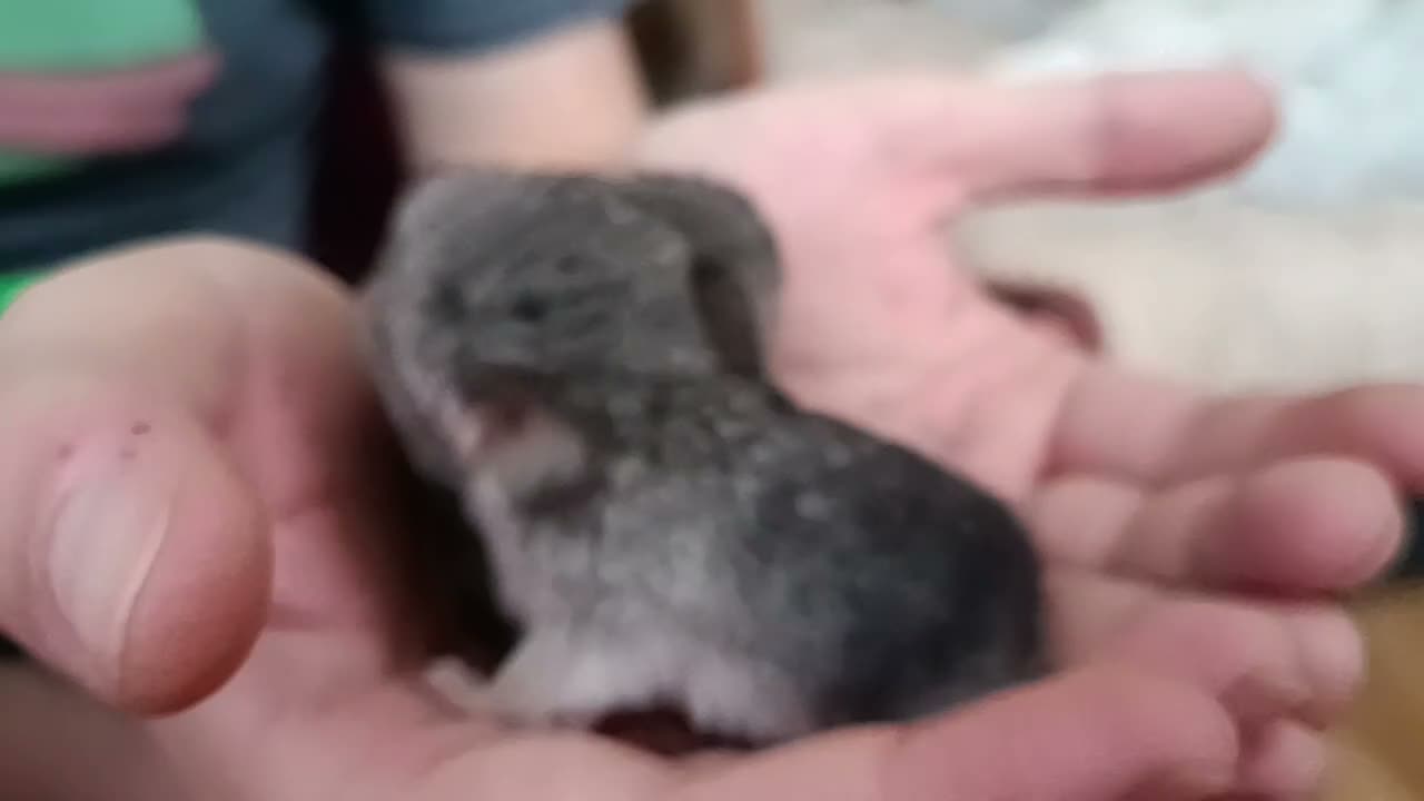 Chinchilla rodents for sale: 🐭💕Two Adorable Baby Chinchilla Boys 💕 - Video 2