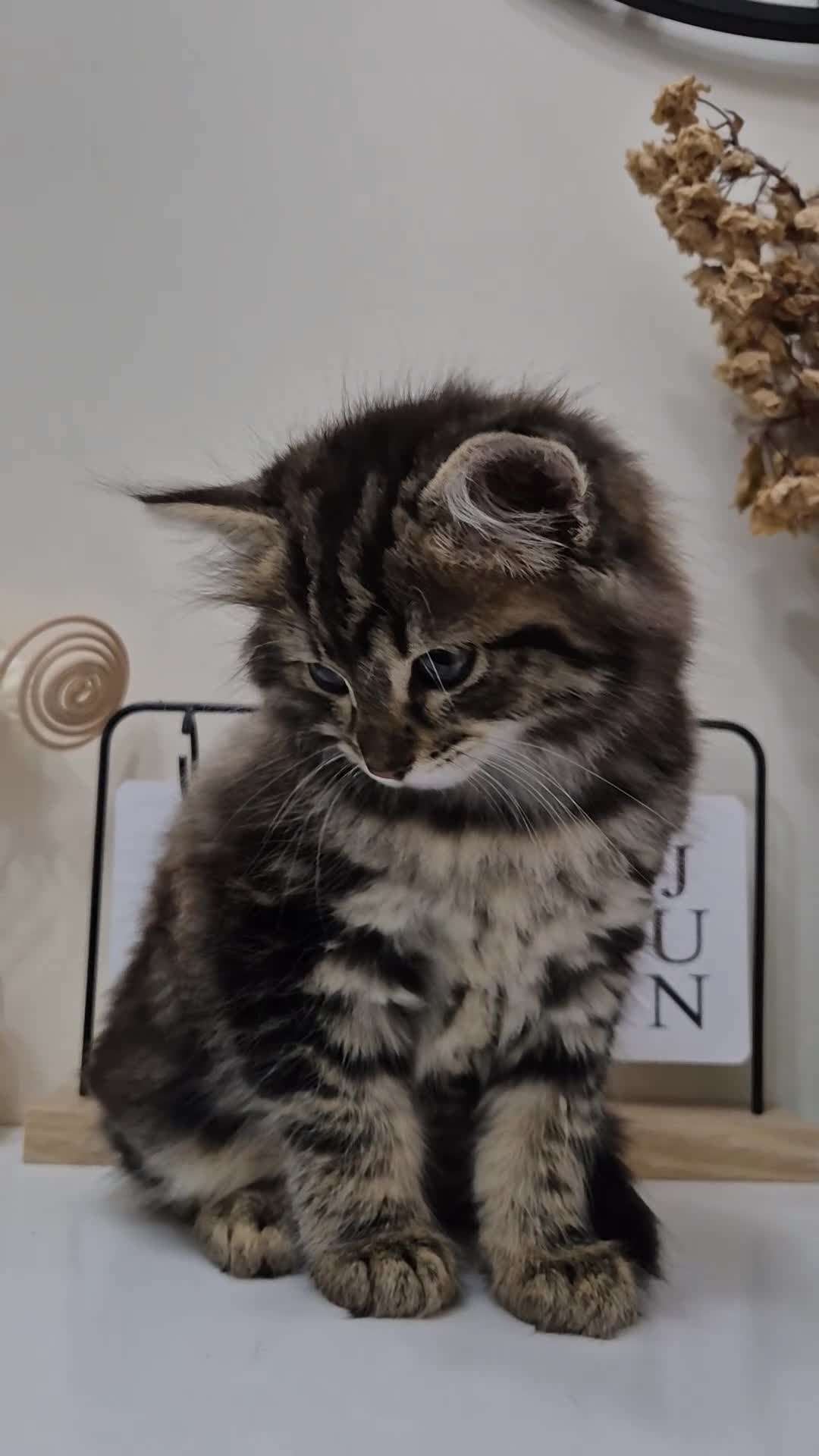 British Longhair cats for sale: Beautiful Mixed Breed Female Long-Haired Kitten - Video 2