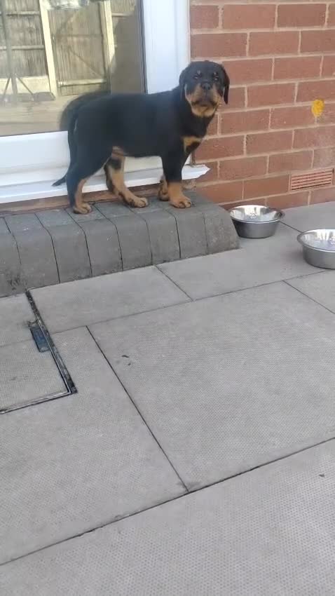 Rottweiler dogs for sale: Both Parents Elbows/hips scored, LEMP/JLPP Clear - Video 1