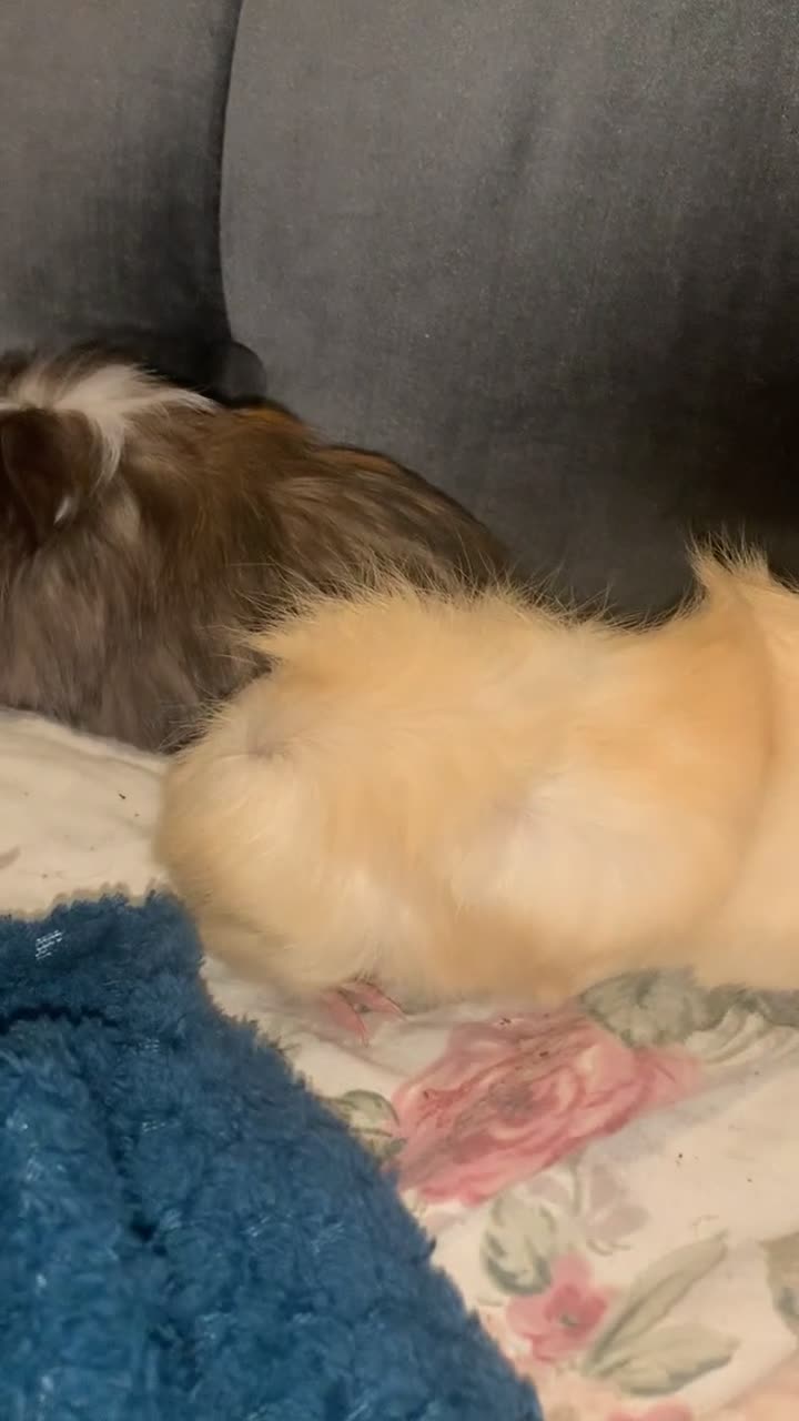 Guinea Pig rodents for sale: 2 male bore Guinea pigs  - Video 2