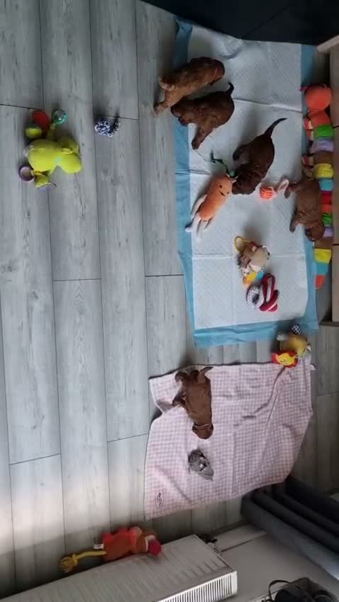 Cockapoo dogs for sale: F1 Cockapoo puppies fully DNA tested parents  - Video 3