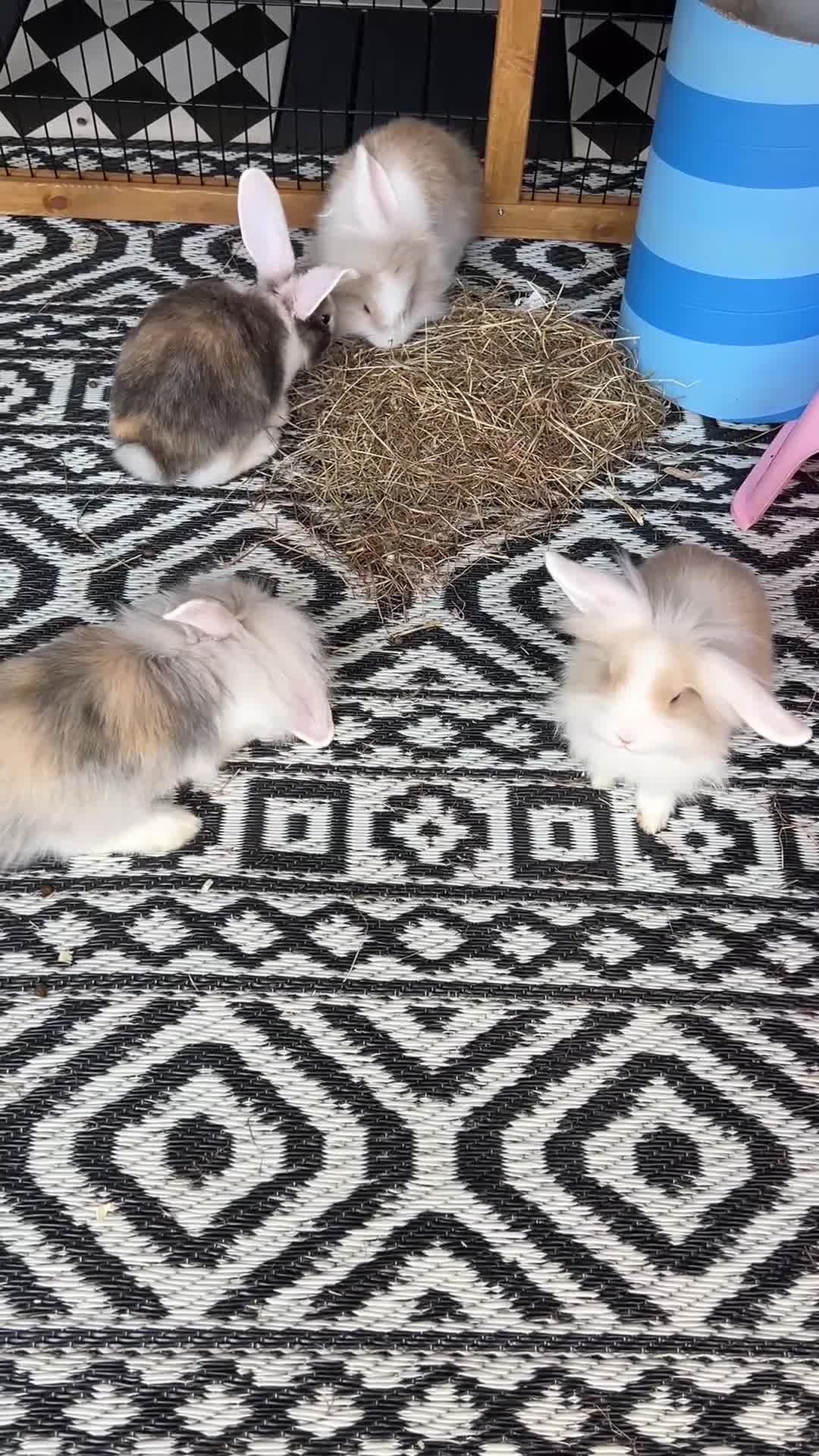 Mixed Breed rabbits for sale: Mini lops and lionhead baby rabbits - Video 1