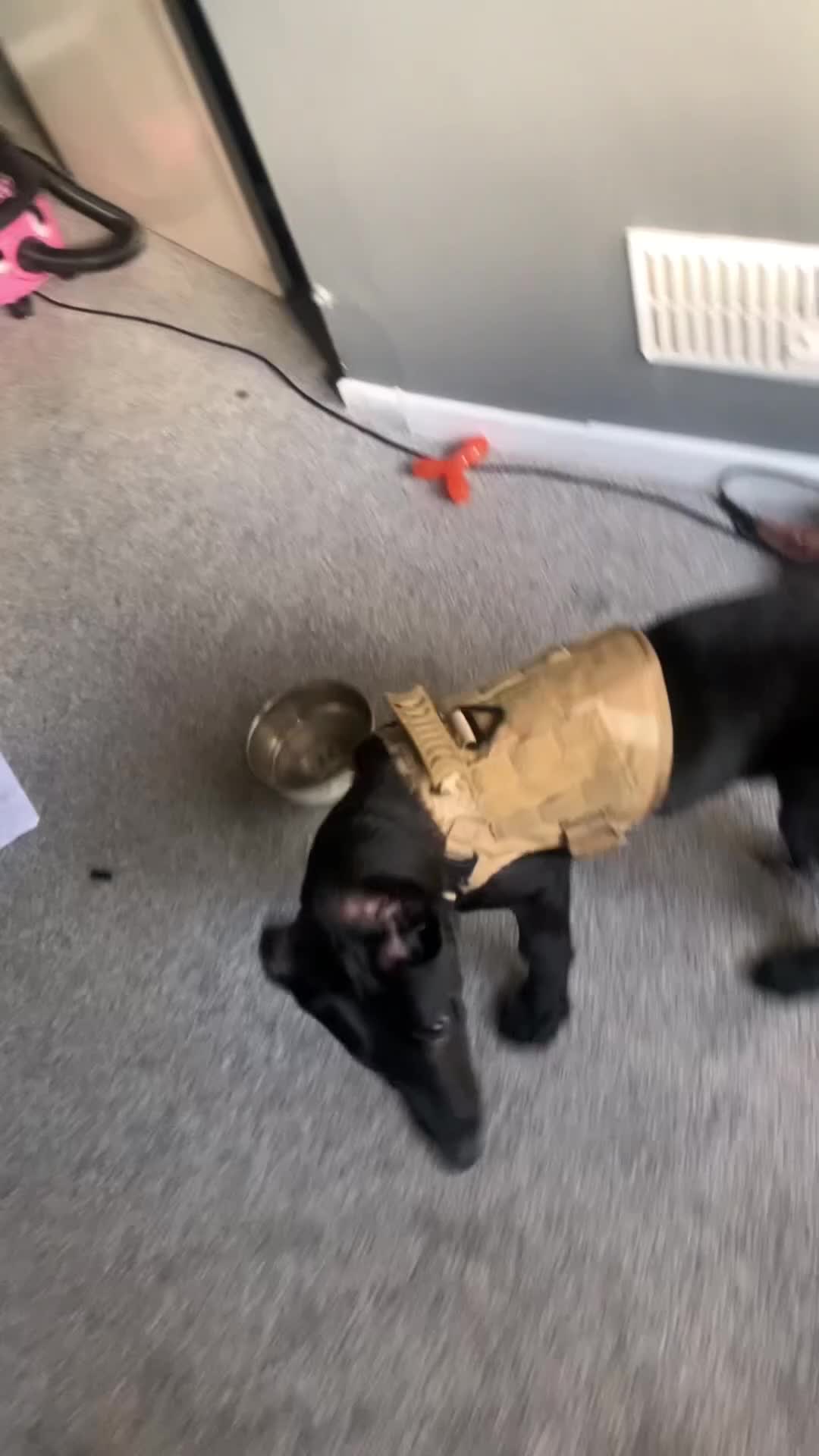 Belgian Shepherd Dog dogs for sale: Belgium malinos for sale 7 months old  - Video 2