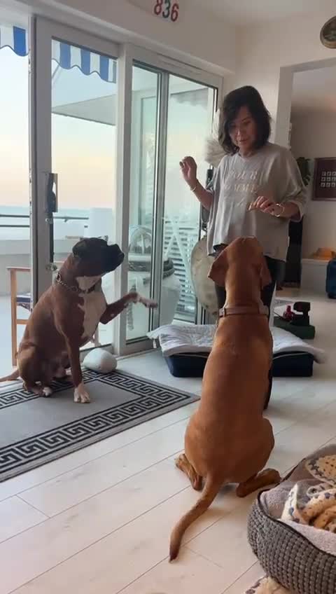 Boxer dogs for stud: First time stud, Bruce in Coulsdon - Video 5