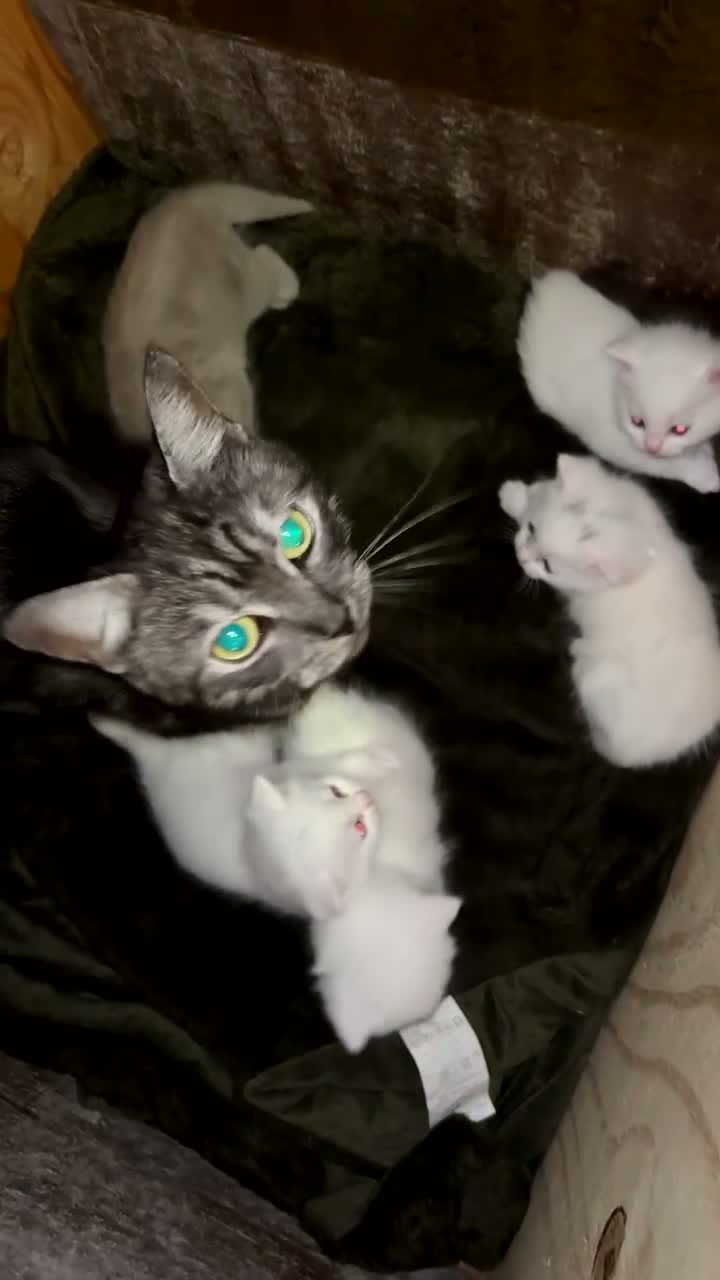 British Shorthair cats for sale: British short hair x Norwegian forest kittens - Video 2