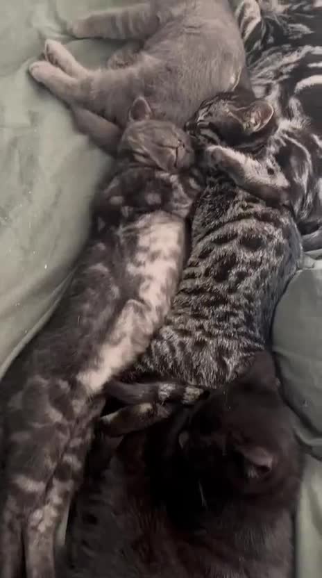 Mixed Breed cats for sale: Bengal/British Shorthair in Waterlooville - Video 2