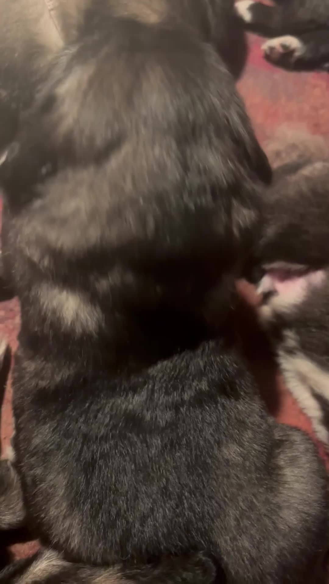 Caucasian Shepherd Dog dogs for sale: Caucasian Shepherds  - Video 3