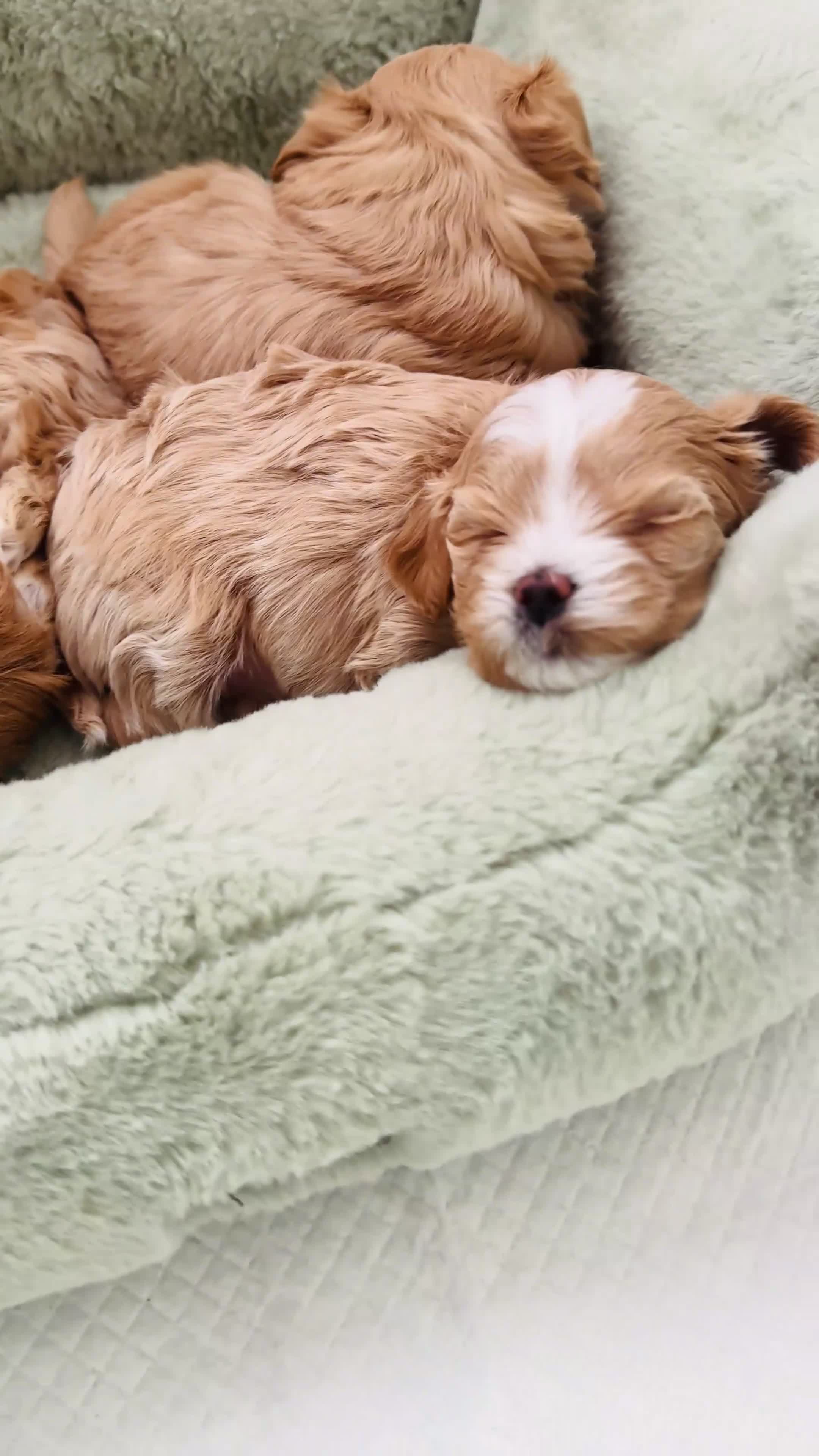 Maltipoo dogs for sale: 💎🧸  Quality Asian Maltipoo DNA clear💎🧸   - Video 3