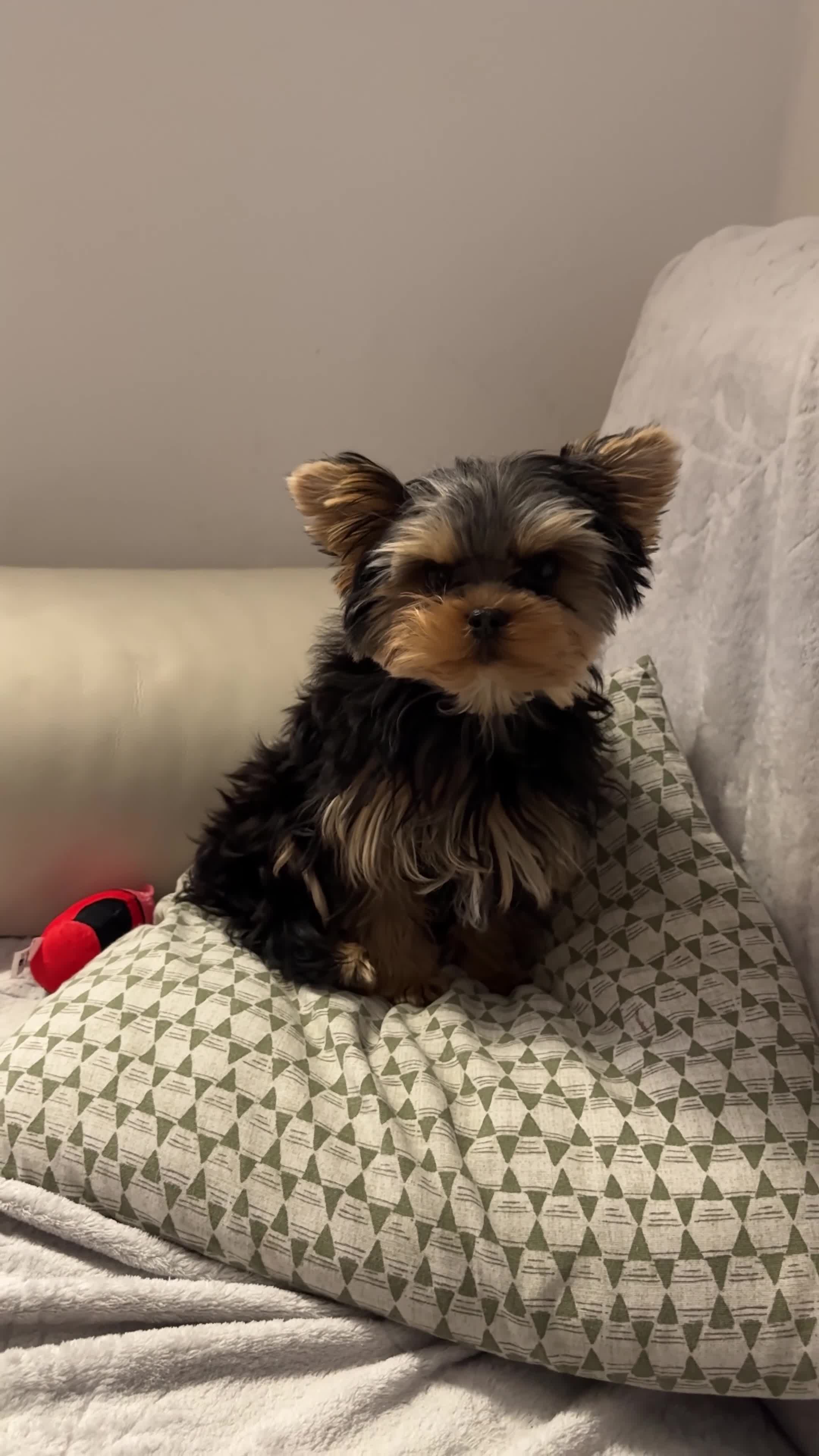 Yorkshire Terrier dogs for sale:  PETITE YORKSHIRE TERRIER GIRL – 5 MONTHS OLD  - Video 1
