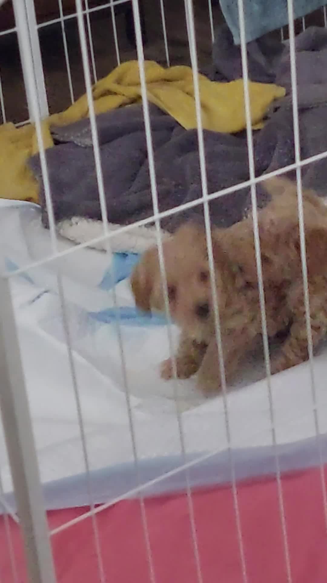 Maltipoo dogs for sale: 2 gorgeous maltipoo boys - Video 4