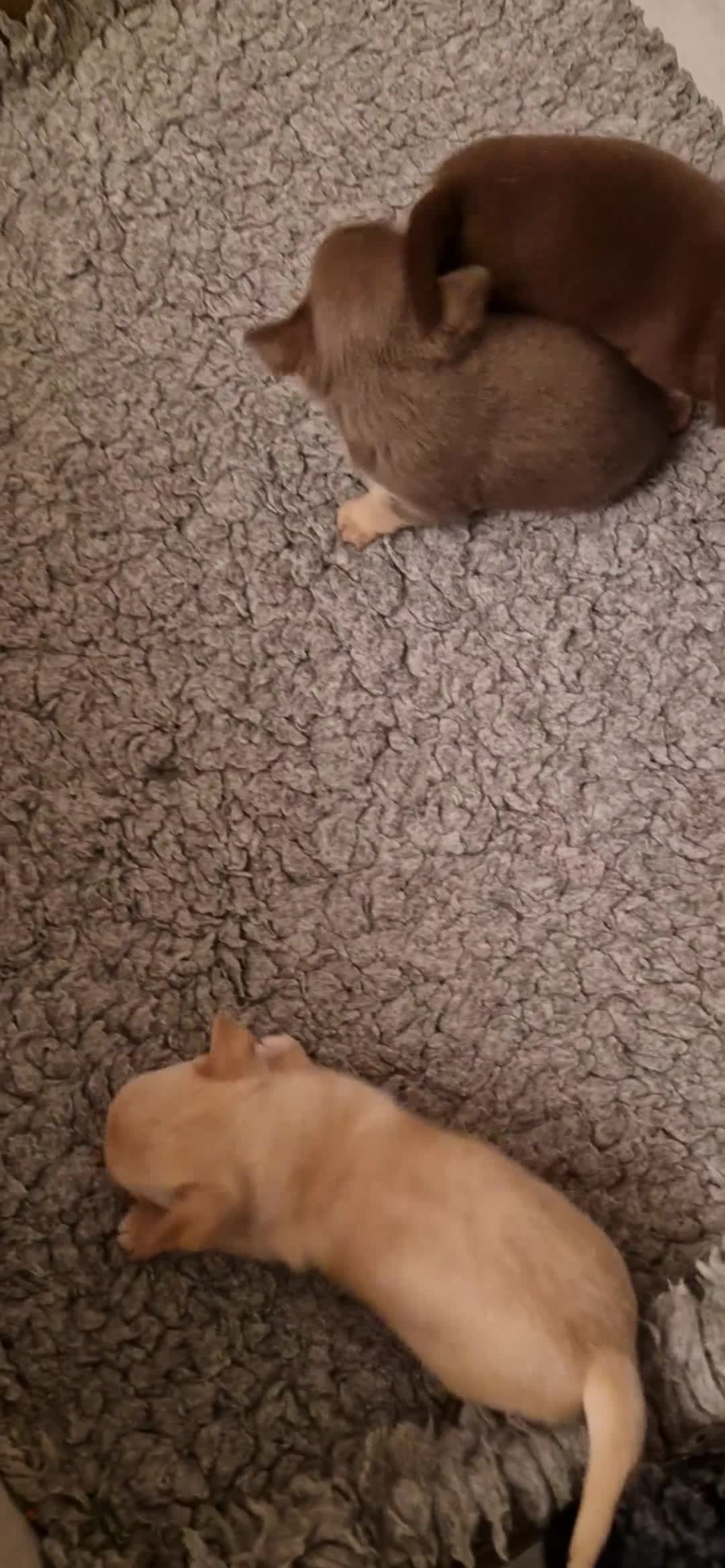 Chihuahua dogs for sale: * Ready now Chihuahua girl * - Video 1