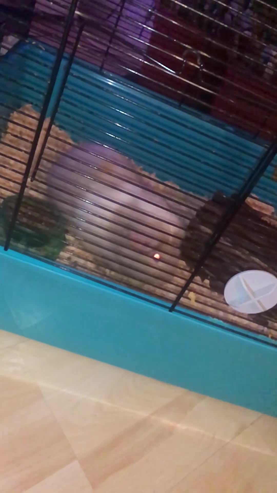 Guinea Pig rodents for sale: Guinea pig  - Video 1