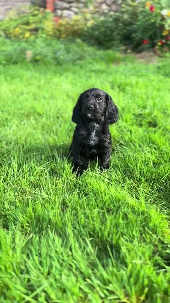 Cocker Spaniel dogs for sale: KC working cockers, FTCH lines in Winscombe - Video 1