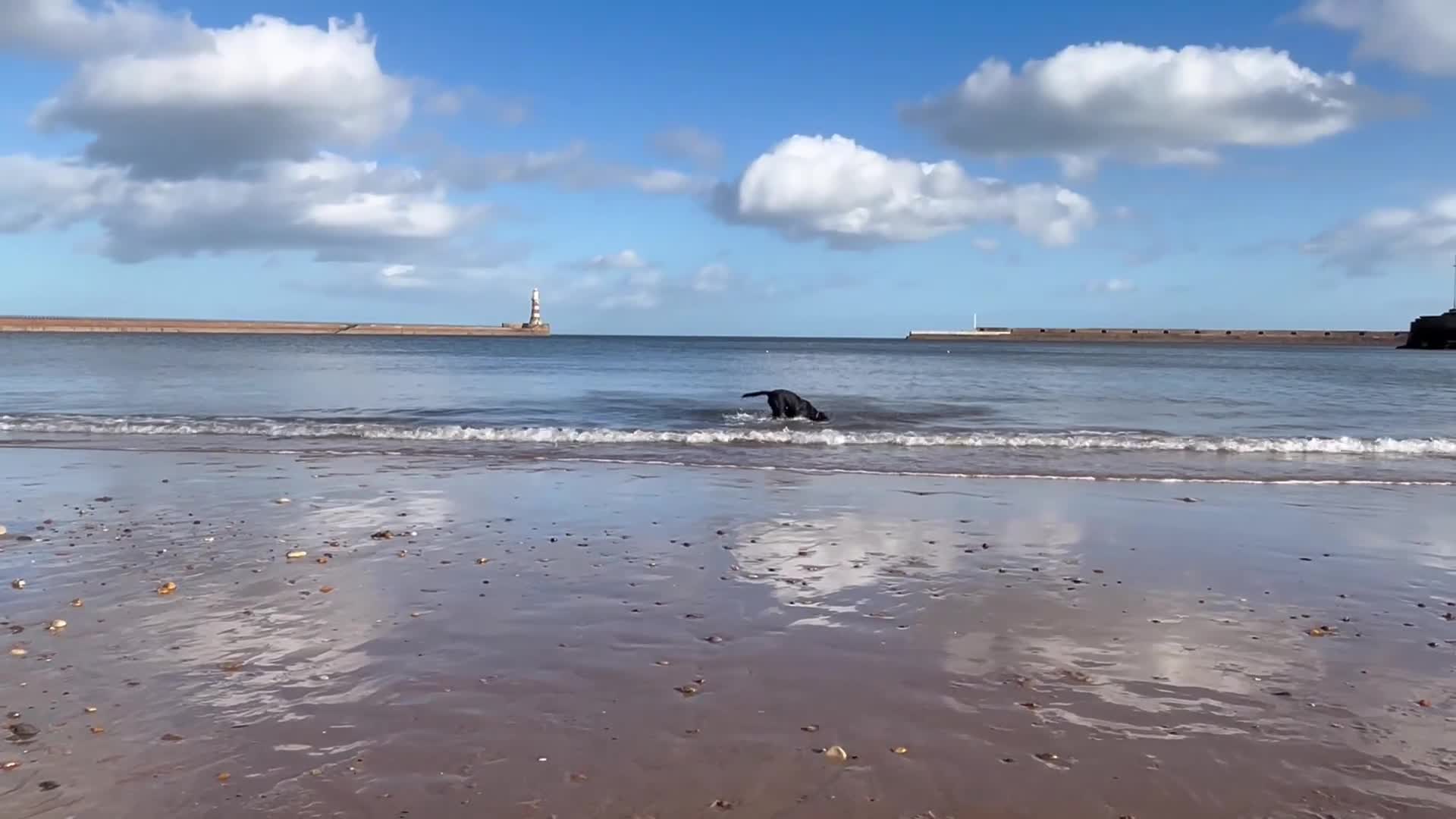 Labrador Retriever dogs for sale: Labrador retriever puppy 8 months old in Newton Aycliffe - Video 1