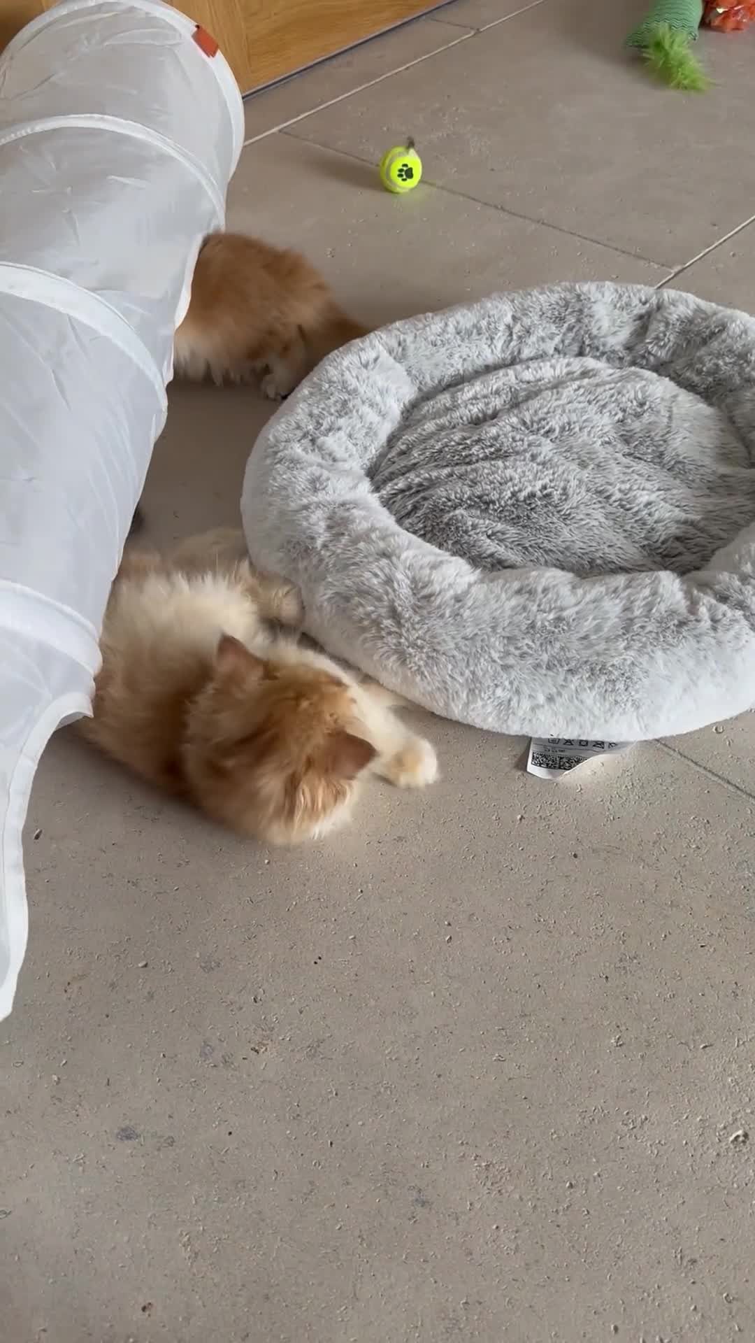 British Longhair cats for sale: STUNNINGLY BEAUTIFUL RARE GOLDEN BRITISH LONGAHIR  - Video 3