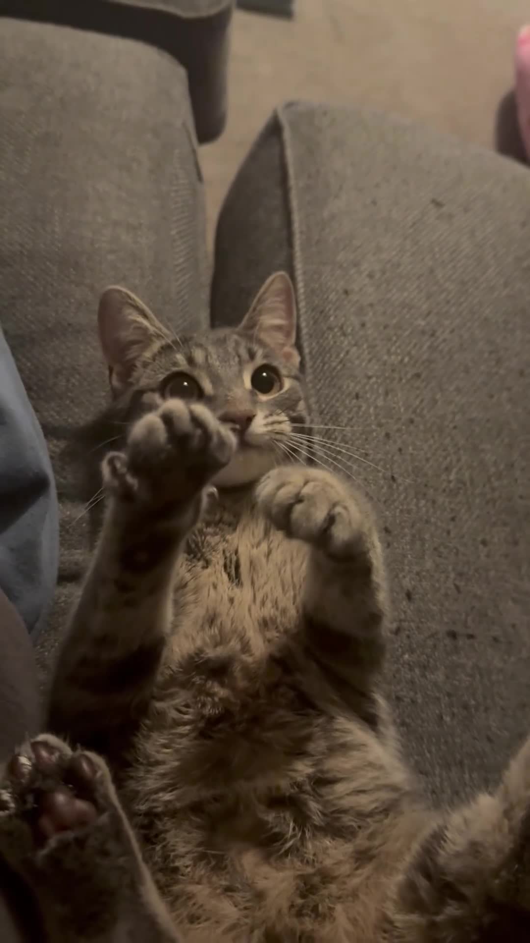 Mixed Breed cats for sale: Two girl kittens for rehoming  - Video 1