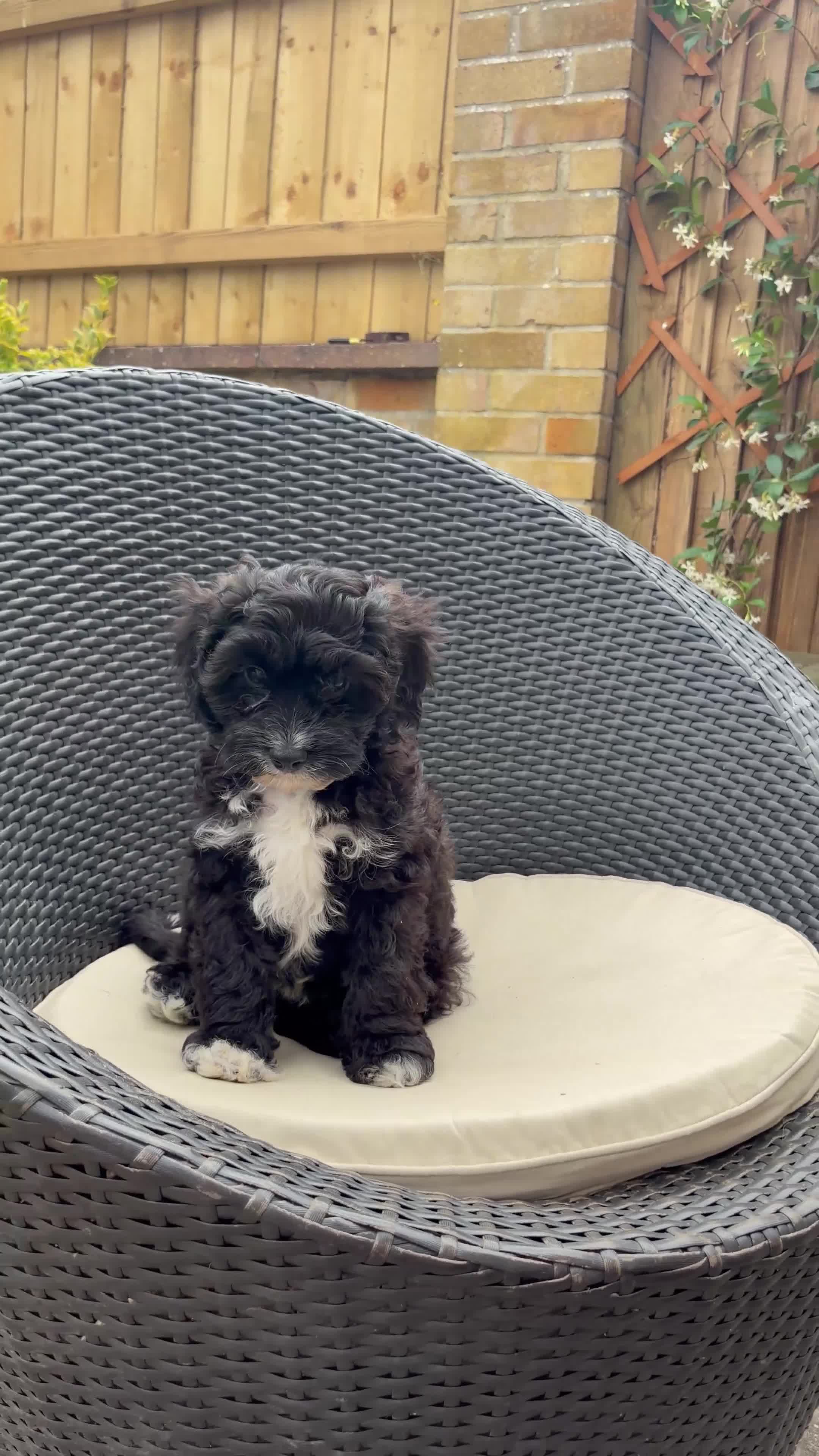 Cavapoo dogs for sale: Gorgeous F1 Cavapoo Boy Available Now - Video 2