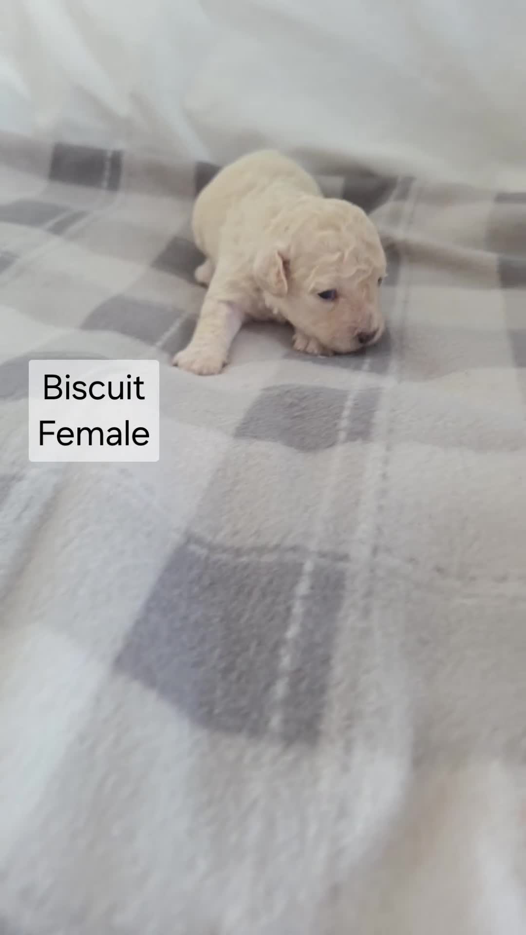 Mixed Breed dogs for sale: Beautiful cavachon x cockapoo puppies for sale - Video 1