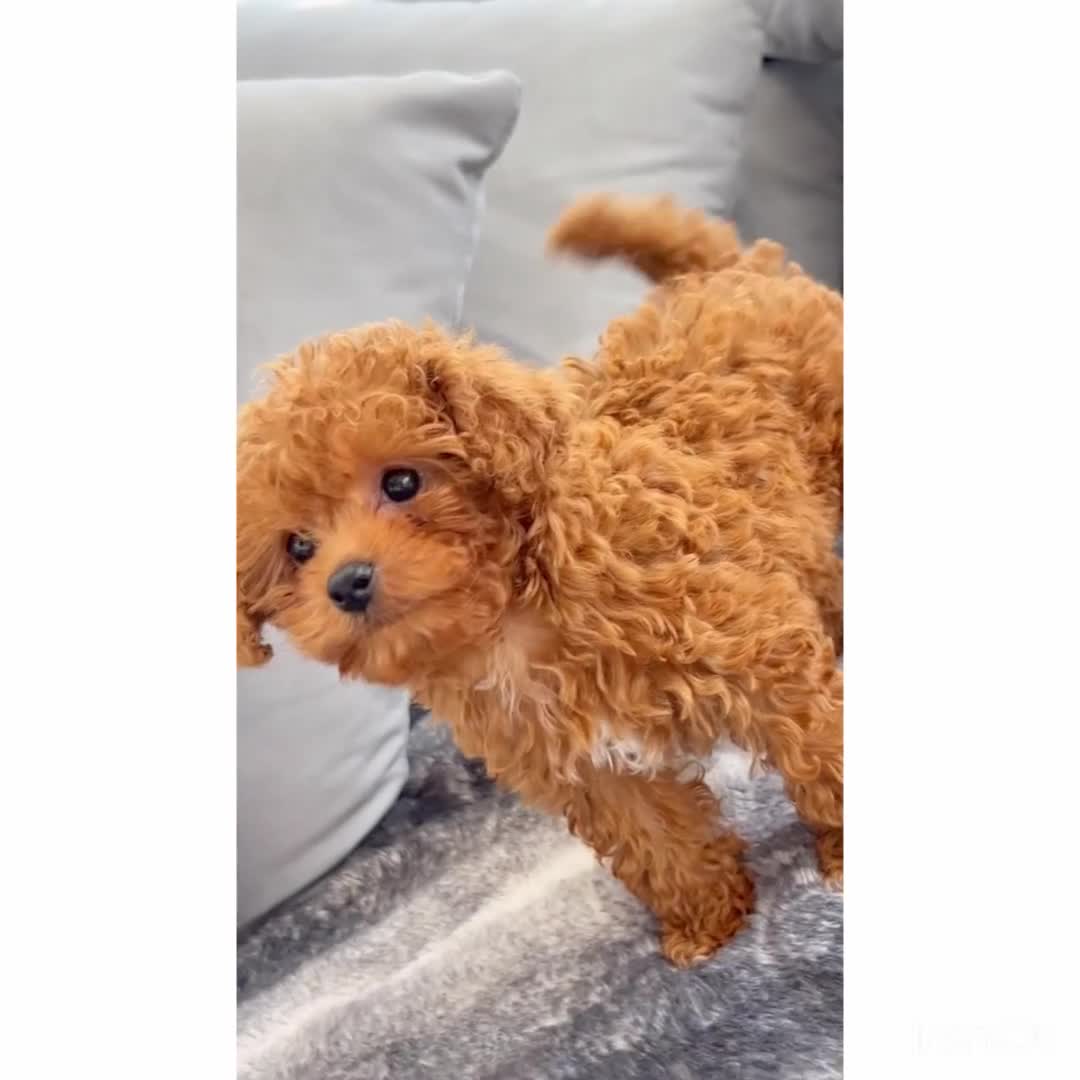 Cavapoo dogs for sale: F1B cavapoo girl  - Video 1