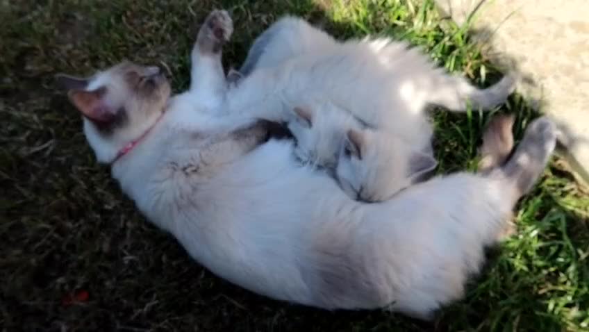Ragdoll cats for sale: Half breed Ragdoll female kitten available  - Video 1