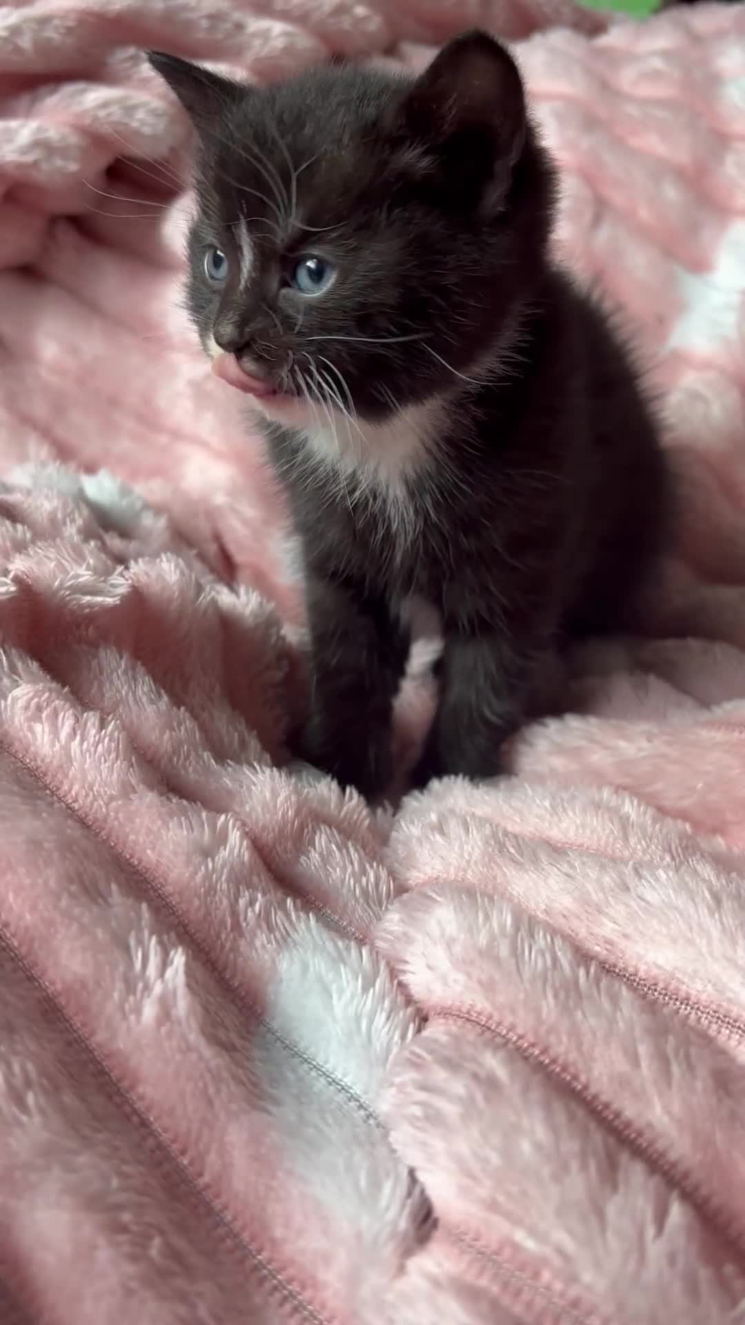 Mixed Breed cats for sale: 3 adorable kittens! Ready in 3 weeks!! 🐈‍⬛🐈‍⬛ - Video 1