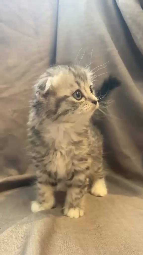 Mixed Breed cats for sale: Scottish fold / straight kittens  - Video 3