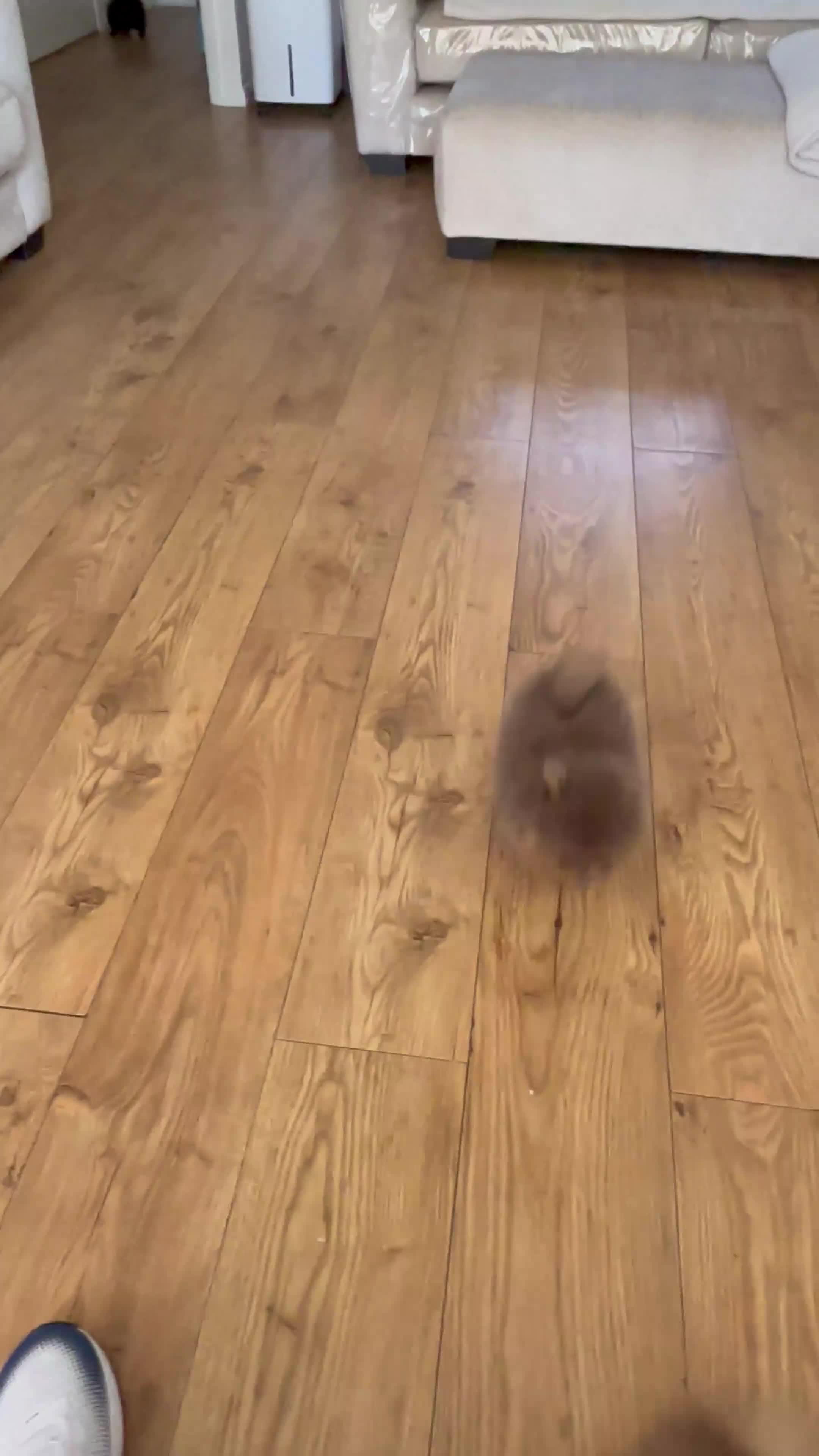Pomeranian dogs for sale: Champion bloodlines Pomeranian  - Video 2