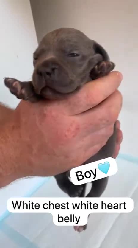 Staffordshire Bull Terrier dogs for sale: KC REG SLOID BLUE STAFFY PUPPY BEARS 💙 - Video 1