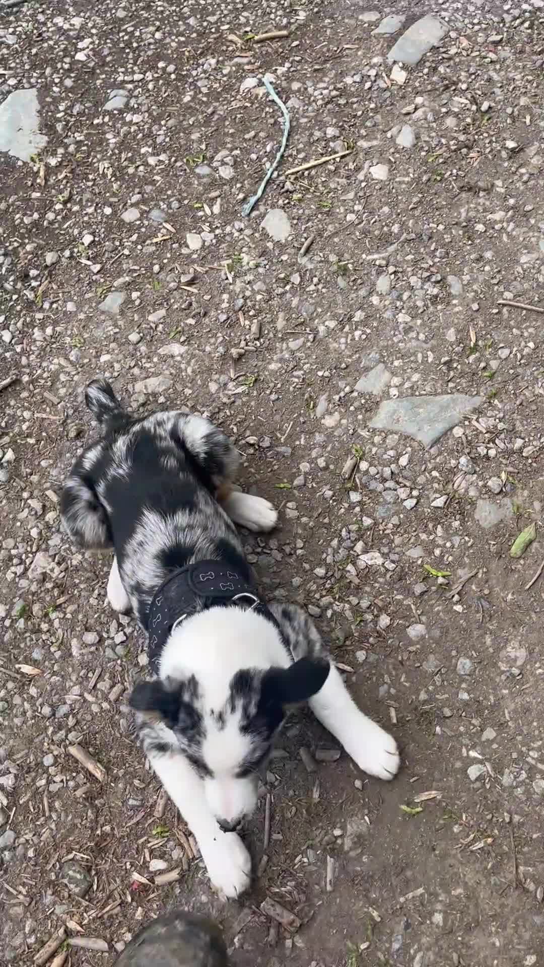 Border Collie dogs for sale: beautiful blue merle last boy left  - Video 4
