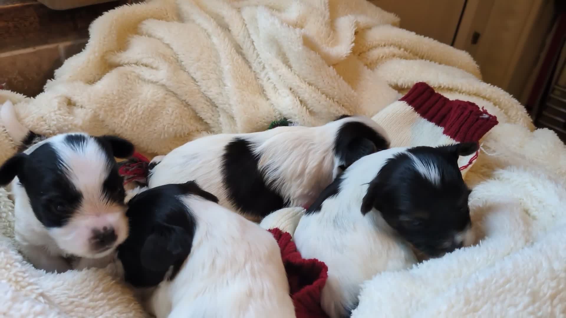 Biewer Terrier dogs for sale: Adorable Purebred Biewers  - Video 1
