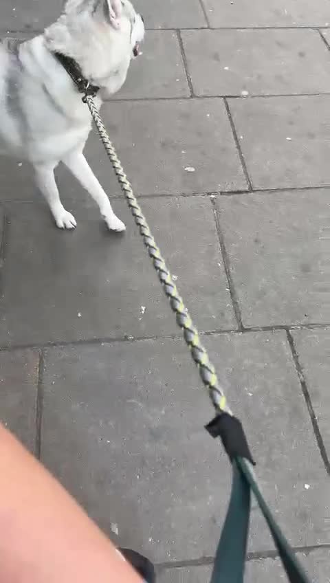 Siberian Husky dogs for sale: Sky Perah  in London - Video 2