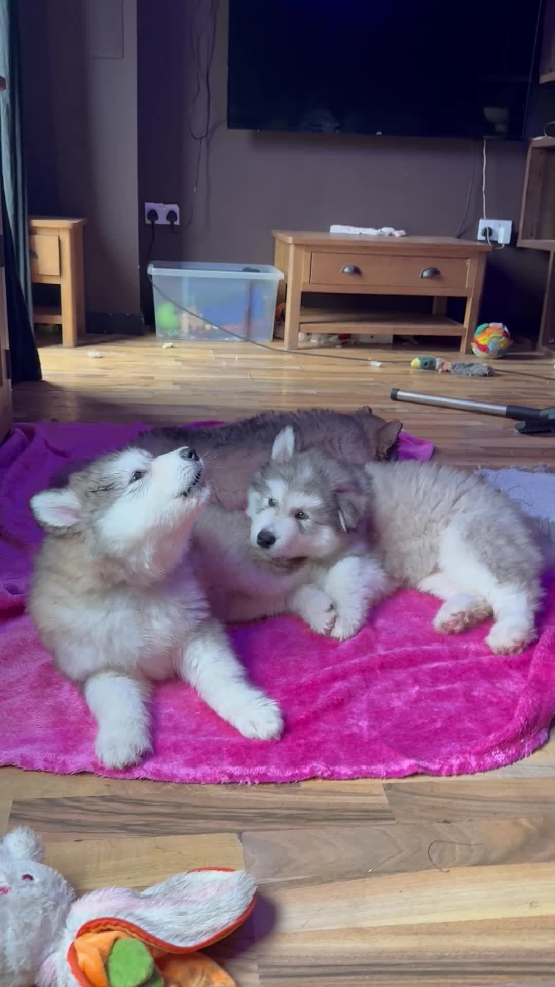 Alaskan Malamute dogs for sale: Alaskan malamute 1 male puppy  - Video 1