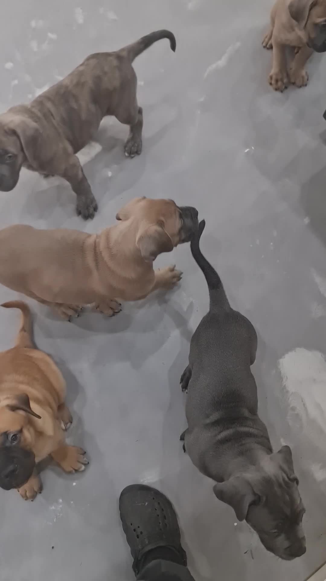 Cane Corso dogs for sale: Cane Corso Puppies in Wolverhampton - Video 4