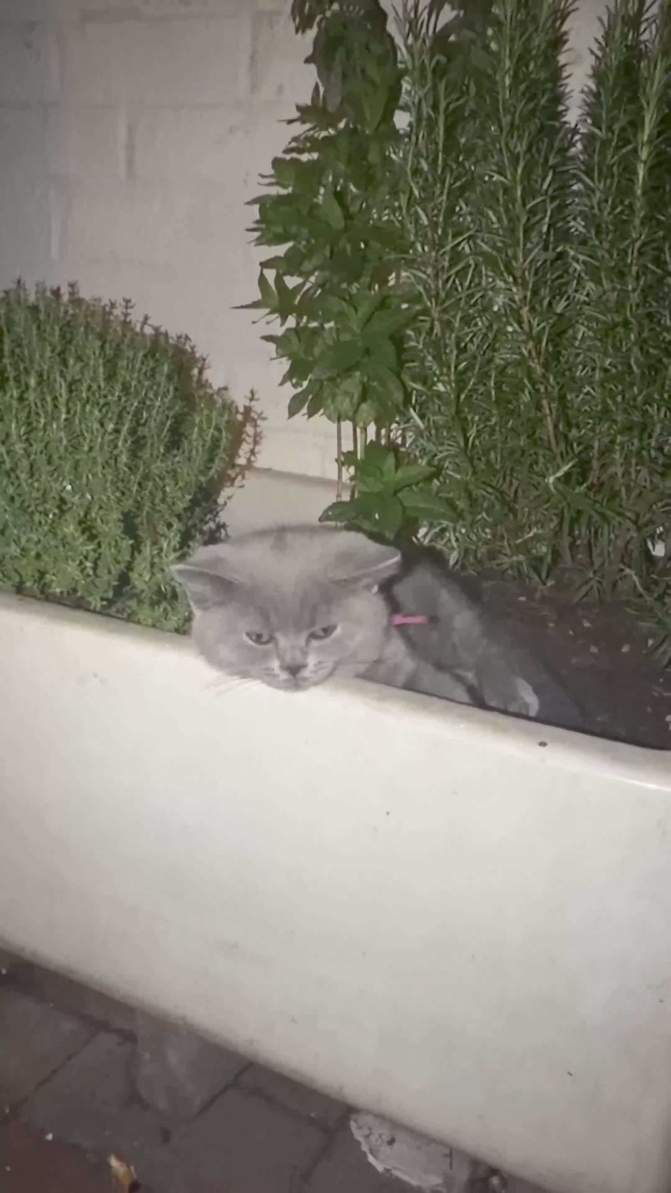 British Shorthair cats for sale: 2 confident vocal playful boys left one very big  - Video 2