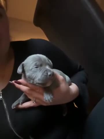 Staffordshire Bull Terrier dogs for sale: Gorgeous Staffordshire bull terrier puppies  - Video 1