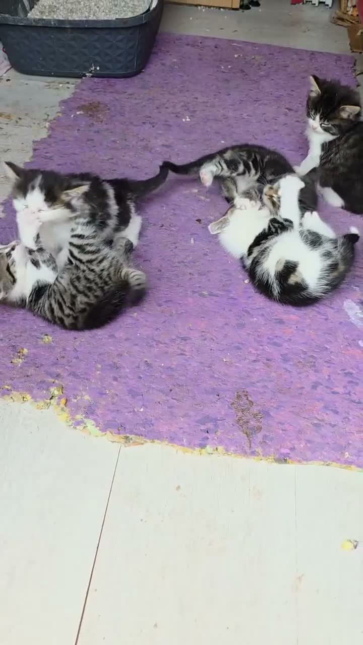 Mixed Breed cats for sale: 5 kittens and adult cat sale. Adult cat £50  in Ipswich - Video 1