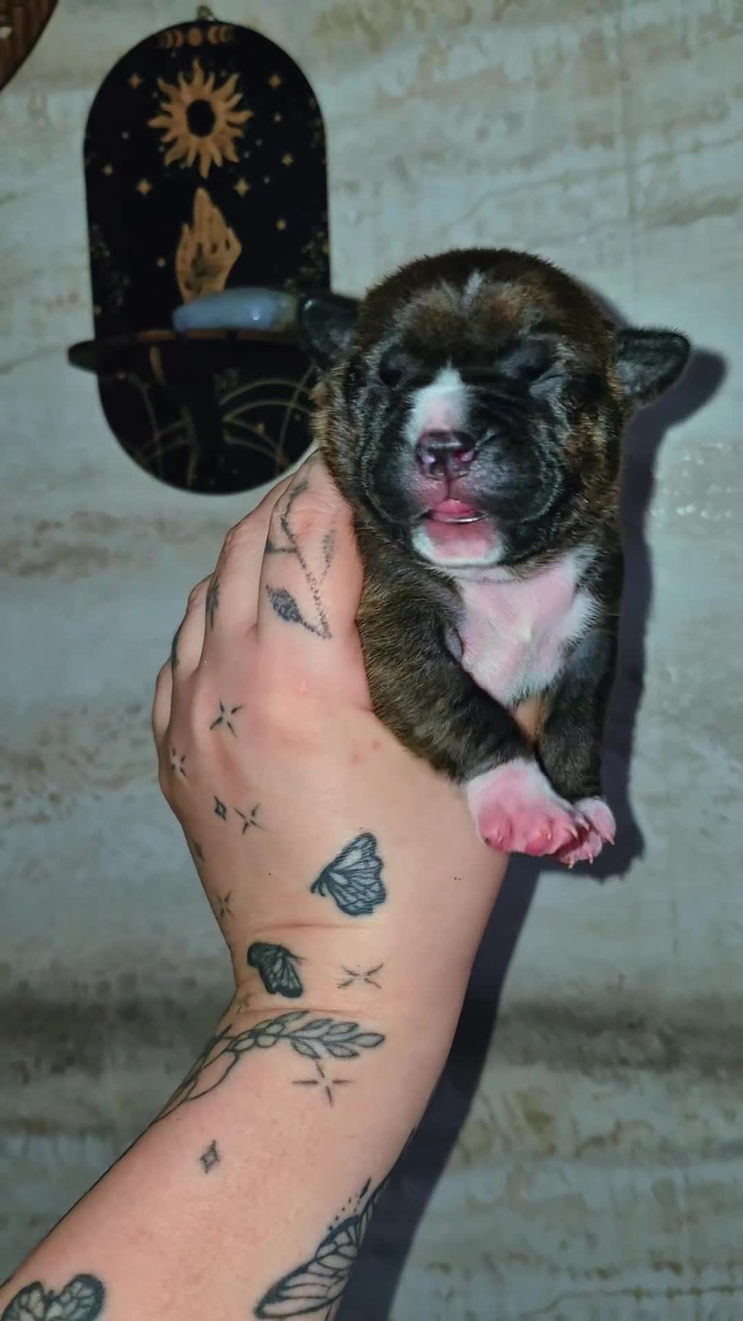 Mixed Breed dogs for sale: Pugsky peis in Hebburn - Video 5