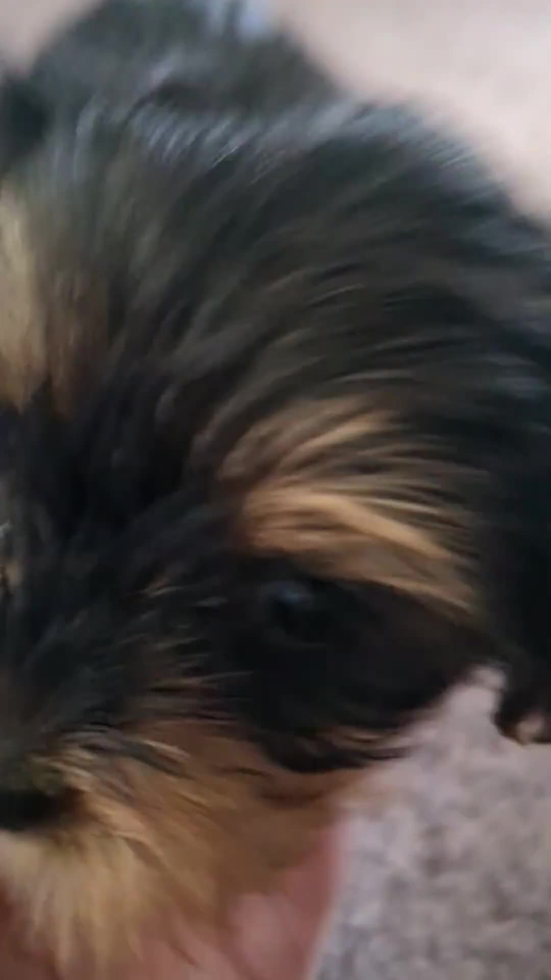Yorkshire Terrier dogs for sale: Nyla 🖤 beautiful, fun & loving Yorkie 🐶 in Stoke-on-Trent - Video 2