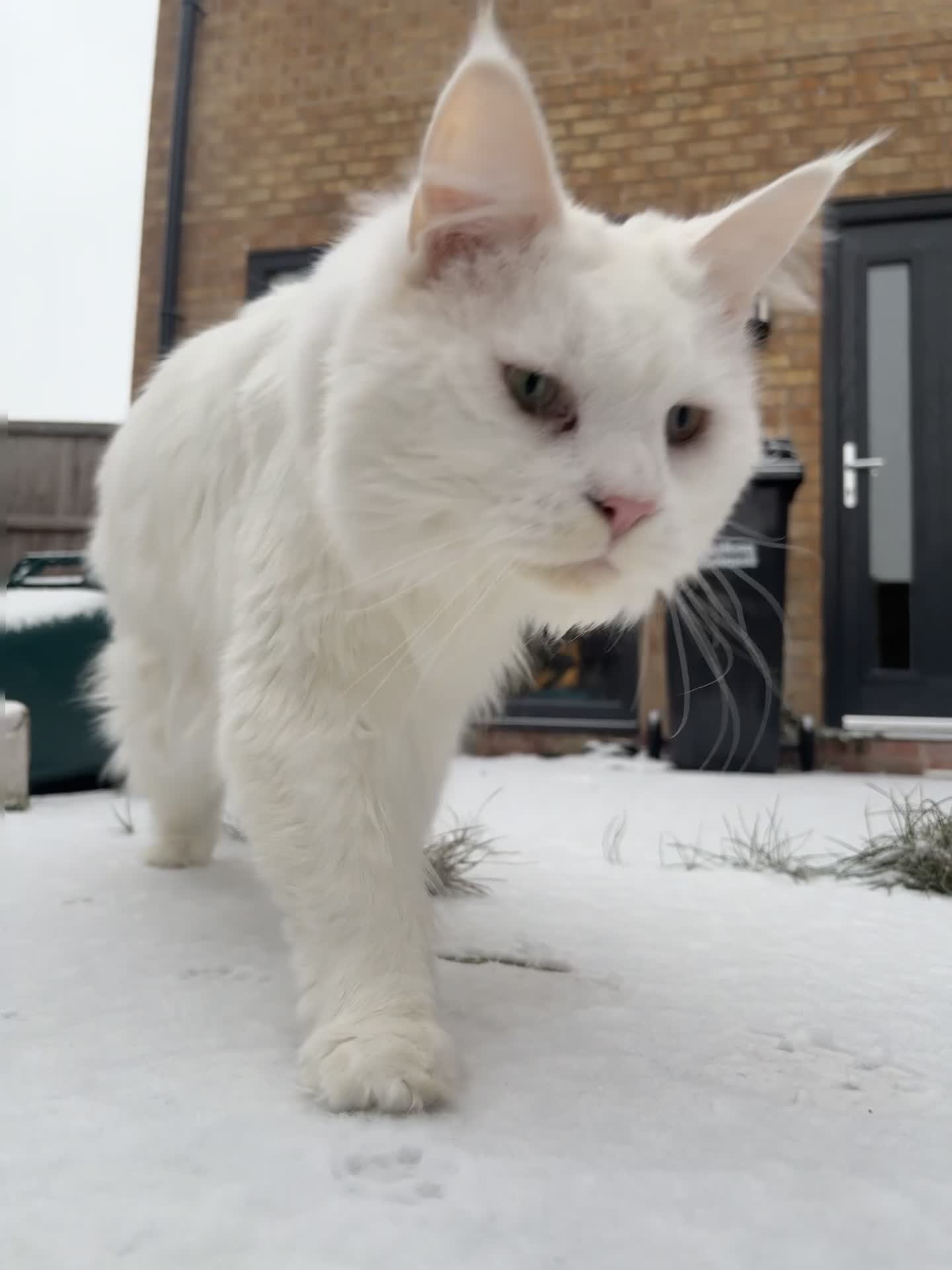 Maine Coon cats for sale: Maine Coon  **  - Video 1