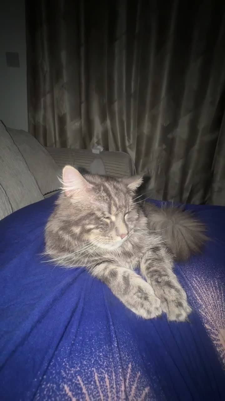 Mixed Breed cats for sale: Loving 1-Year-Old Half Maine Coon / Tubby - Video 1