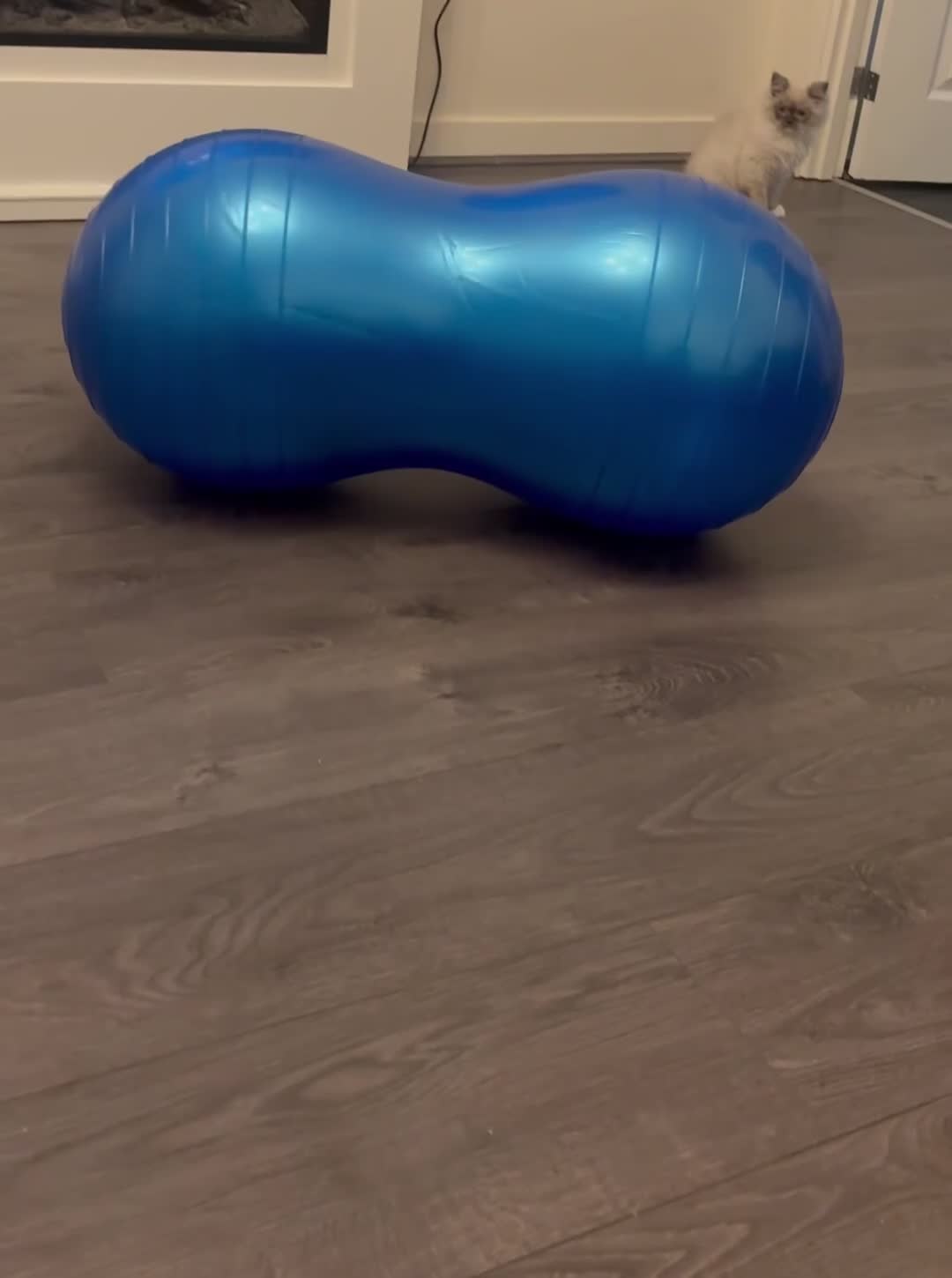 British Shorthair cats for sale: Beautiful lilac British shorthair  - Video 2