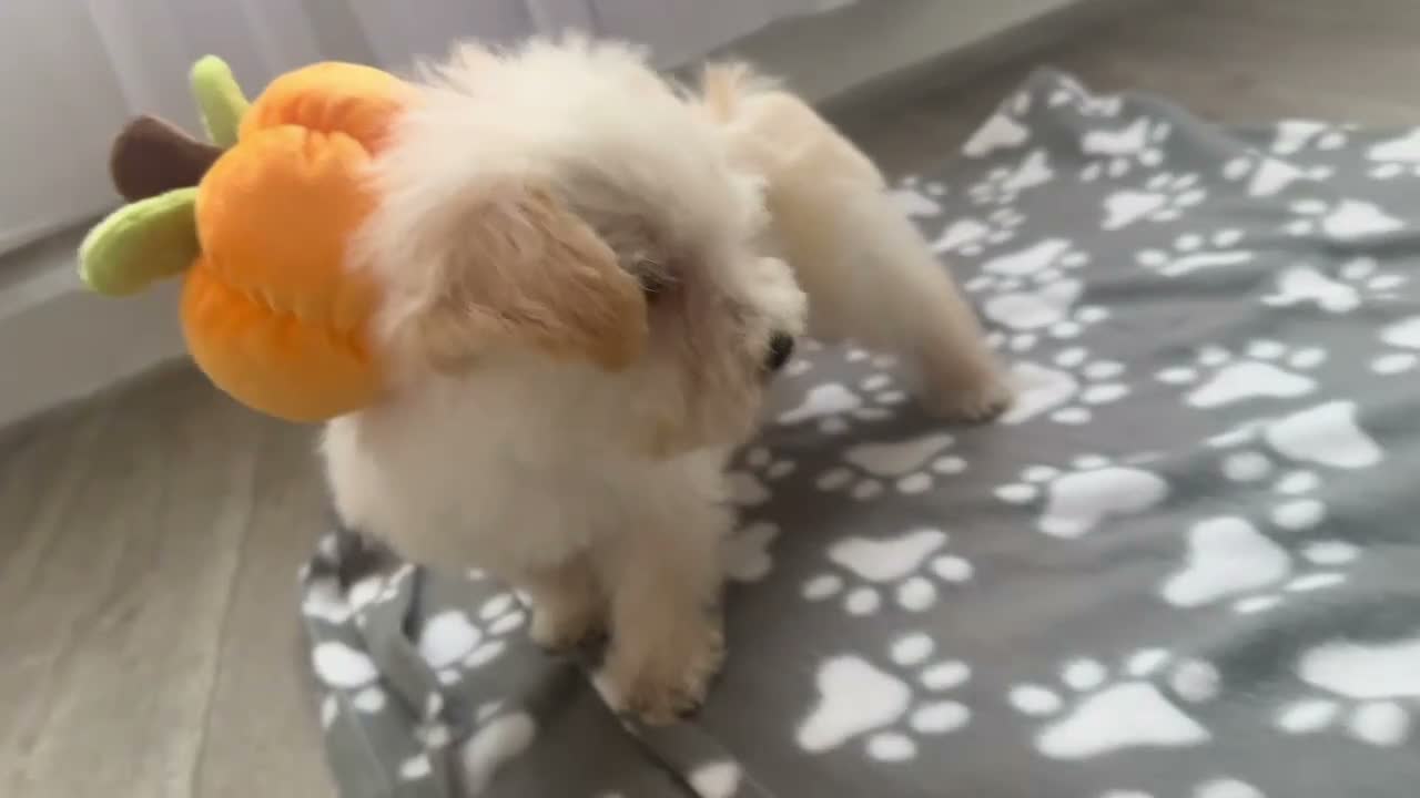 Westiepoo dogs for sale:  Gorgeous 10-Week-Old Westiepoo Boy  - Video 4