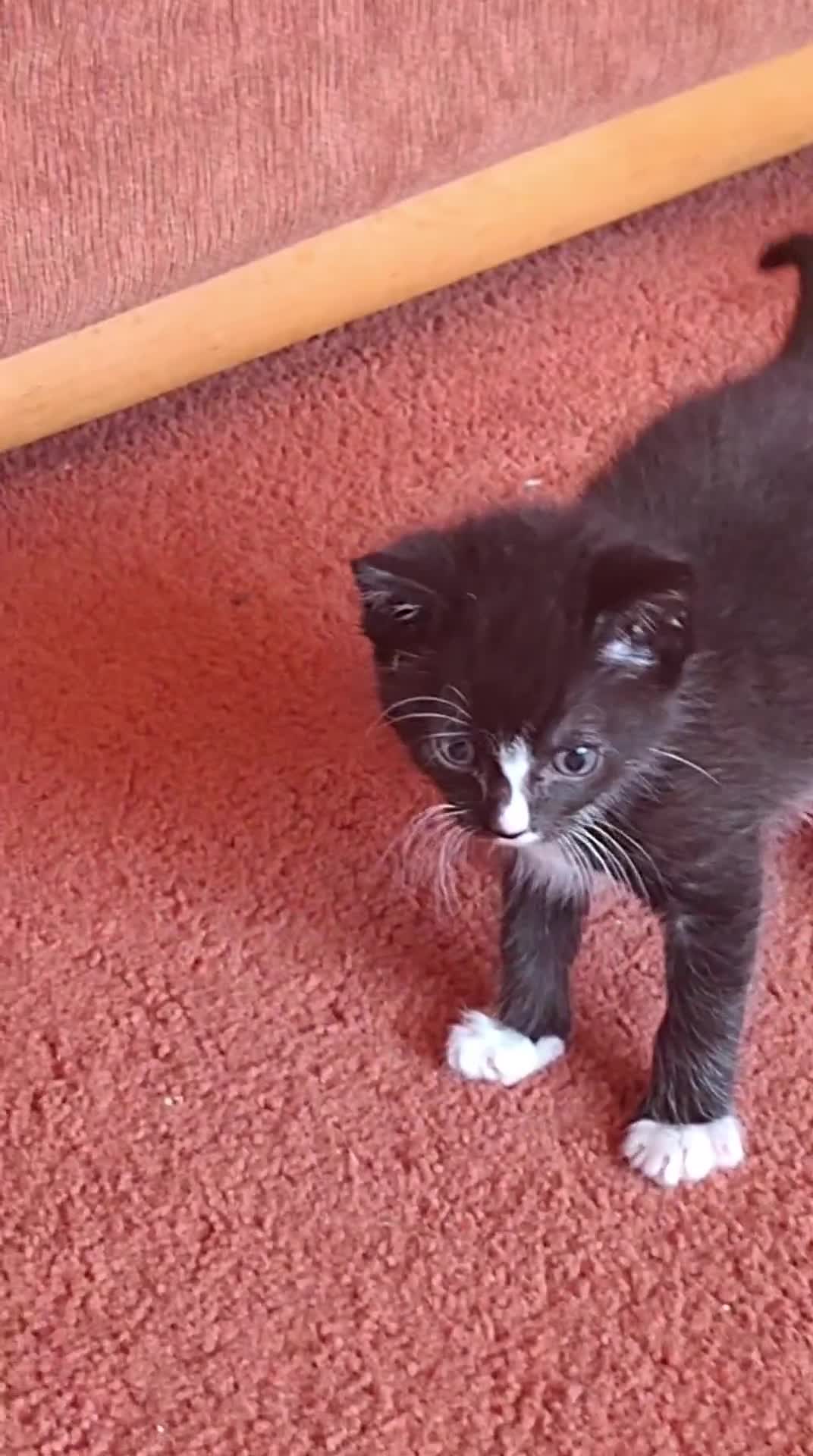 British Shorthair cats for sale: Beautiful baby kittens.  in Larbert - Video 1