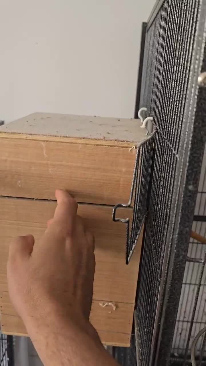 Ringnecks birds for sale: Indian Ringneck pairs Yellow £600 & Blue Grey £500 in Morden - Video 1
