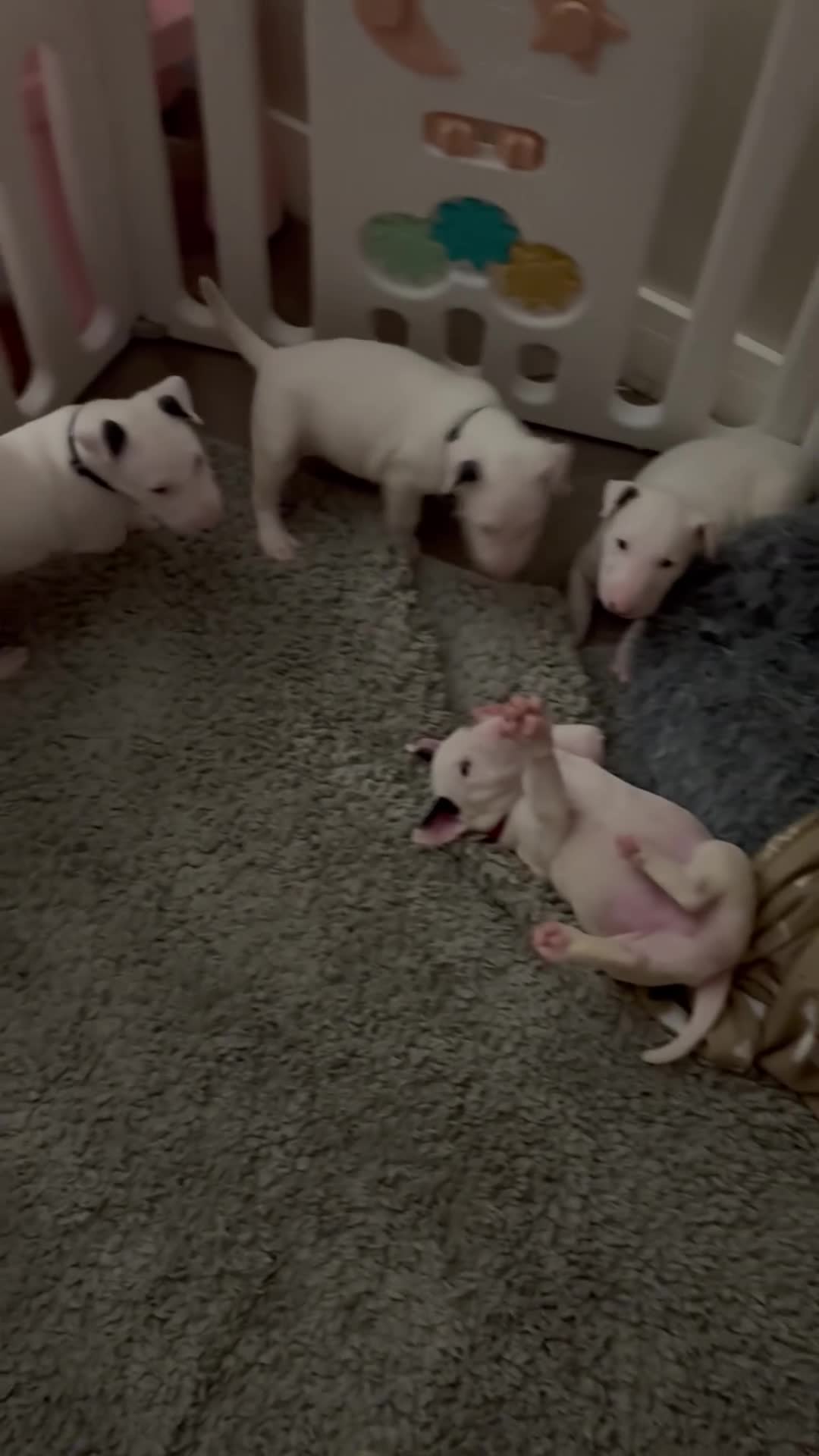 English Bull Terrier dogs for sale: ⭐️Ready Now ⭐️KC Champion EBT Pups ⭐️ - Video 1