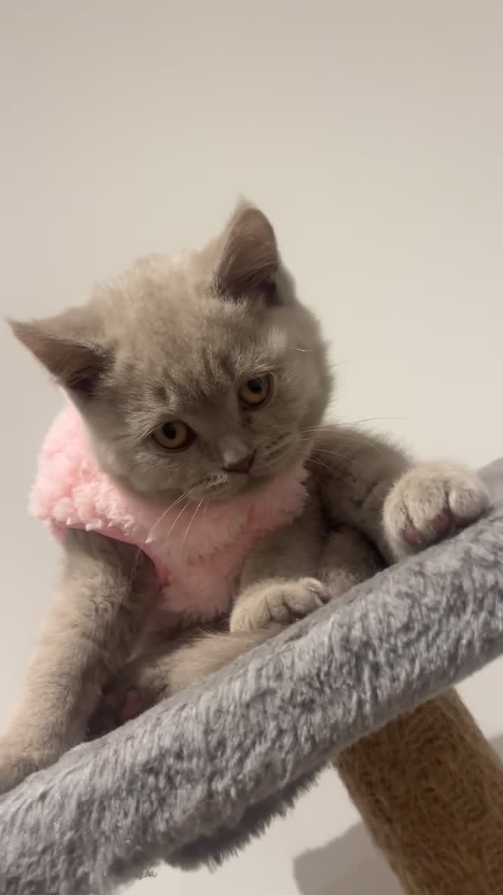 British Shorthair cats for sale: Pedigree British Shorthair Kittens Golden & Lilac - Video 1